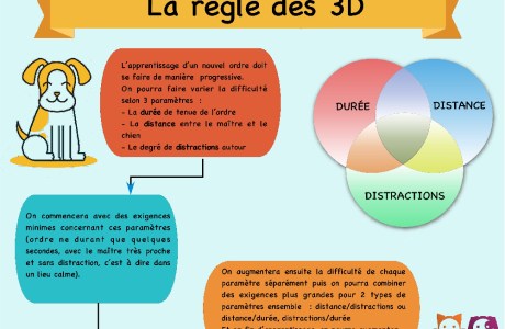 Technique des 3D chien